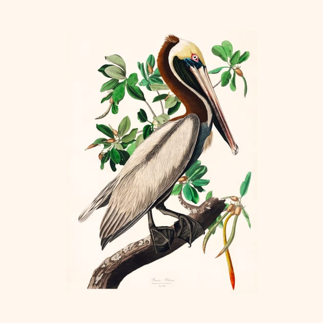 Brown Pelican from Birds of America (1827) by WAITE-SMITH VINTAGE ART