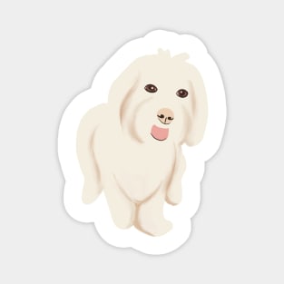 Cute Maltipoo Dog Magnet