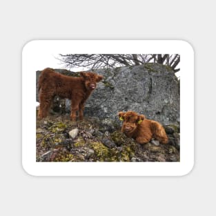 Scottish Highland Cattle Calves 1745 Magnet