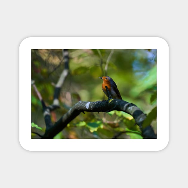 Robin perched on a branch Magnet by naturalis