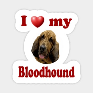 I Love My Bloodhound Magnet