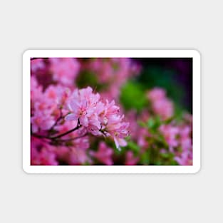 Pink Rhododendron Magnet