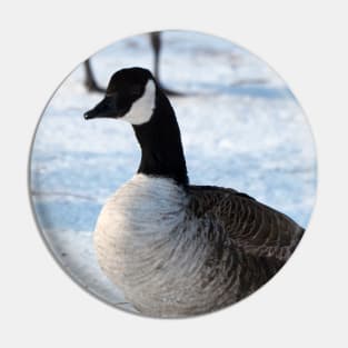 Canada Goose Standing On The Snow Pin