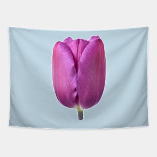 Tulipa  &#39;Purple Flag&#39;    Triumph Tulip Tapestry