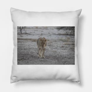 Lioness strolling in Namibia Pillow