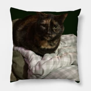 Sweet Tortie Pillow