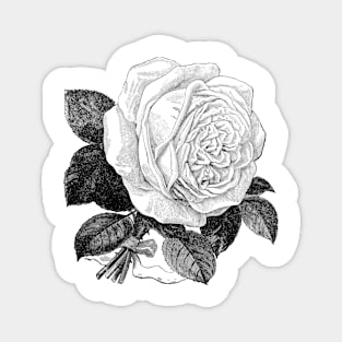 White Rose Vintage Botanical Illustration Magnet