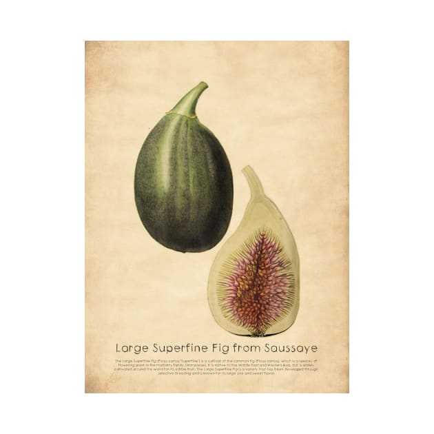 Large Superfine Fig from Saussaye With Details by ptMaker