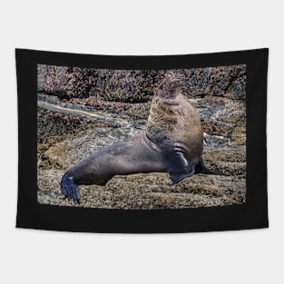 Australian Fur Seal 1 Tapestry