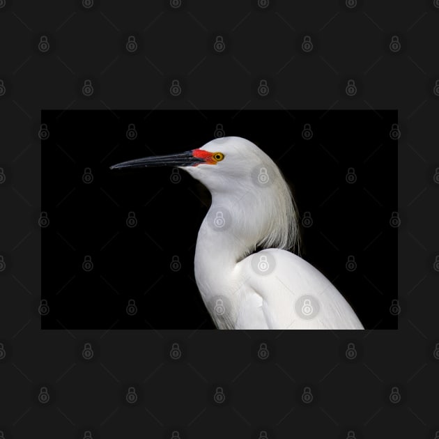 Egrets...I've had a few - Snowy Egret by Jim Cumming