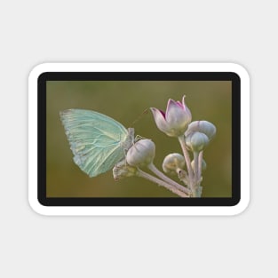 Mottled Emigrant Butterfly on a Flower Magnet