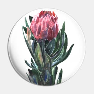 flower protea, watercolor picture Pin