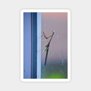 Mantis on a Window - Remix Magnet