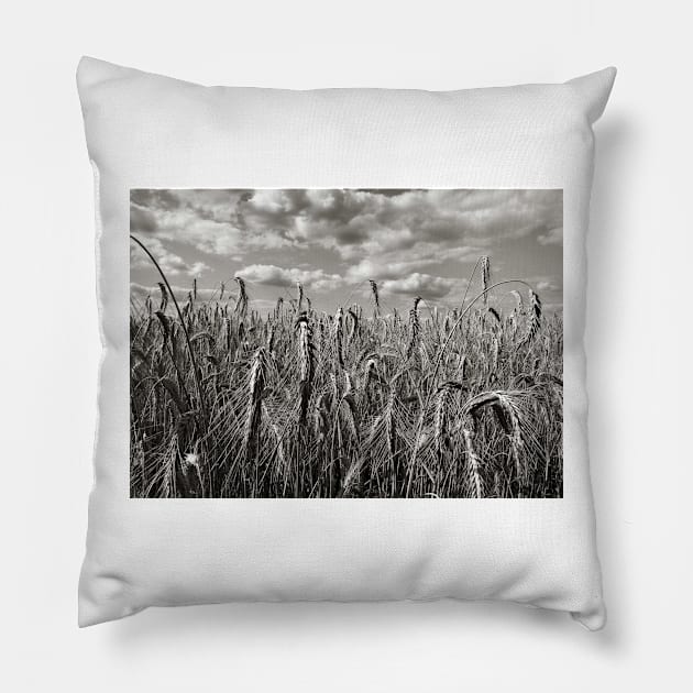Dramatic Landscape Photography - Wheatfield in France Pillow by PlanetMonkey