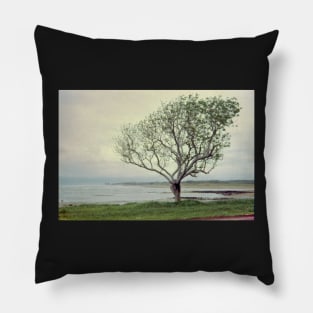 Casuarina Beach Pillow