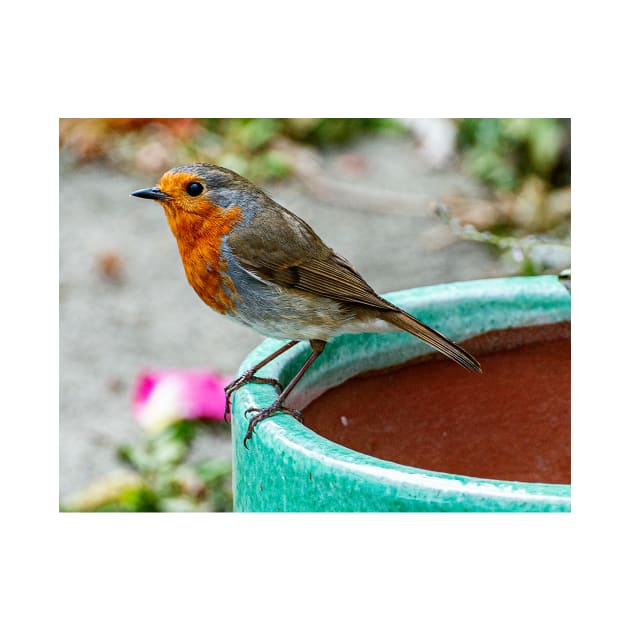 Robin Red Breast Bird Photography Poster by madein1874