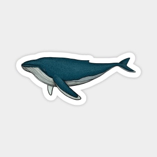 Whale Magnet