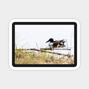 Duck on Pond Magnet