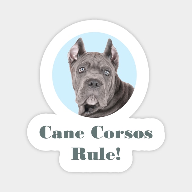 Cane Corsos Rule! Magnet by Naves