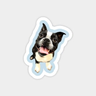 Boston Terrier Cute Dog Magnet