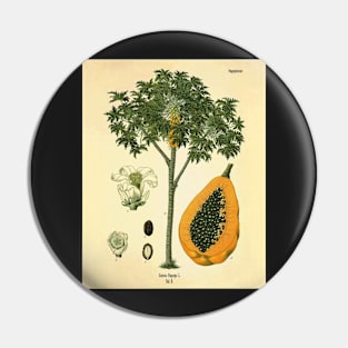 Vintage Nature illustration of Papaya Pin