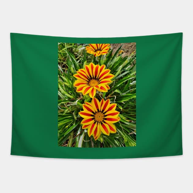 African Daisy Tapestry by thadz