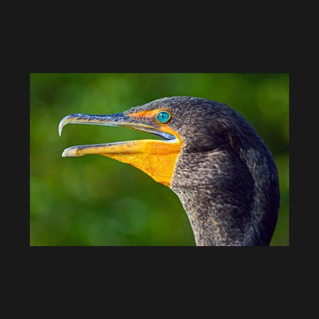 Head of a Double-Crested Cormorant by TonyNorth