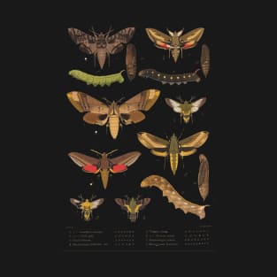 Moth evolution T-Shirt