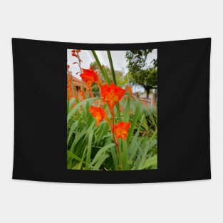 Gladiolus Delenii or African Parrot Gladiolus Tapestry