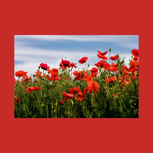 Blood red Poppies against a blue sky by Violaman