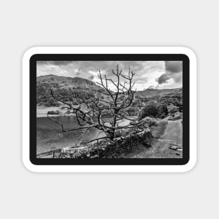 Old Tree at Rydal Water Magnet