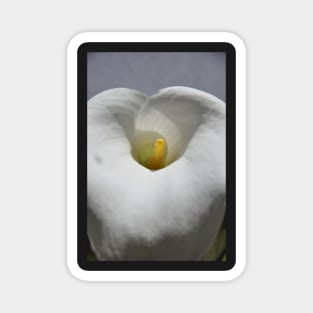 White Calla Lily Magnet