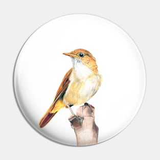 Nightingale Songbird Pin