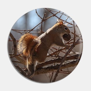 Little Squirrel Pin