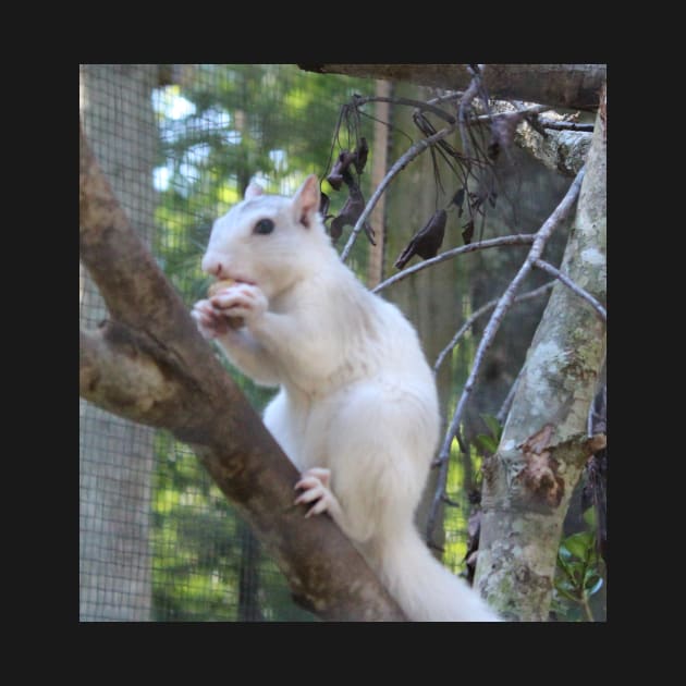 White Squirrel by Cynthia48