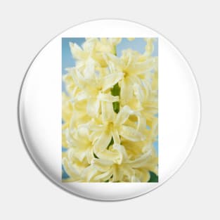 Hyacinthus orientalis  &#39;Gypsy Princess&#39;  Hyacinth Pin