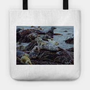 CHASING A RED HERRING..? Tote