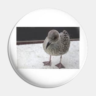 Young Seagull Pin