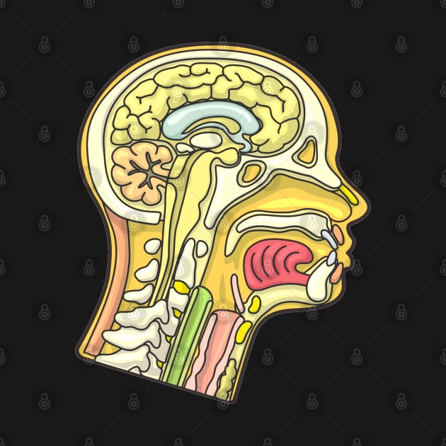 Human Head Anatomy Cross Section Illustration by taylorcustom