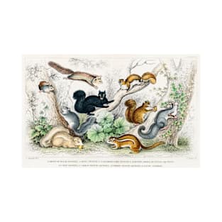 Antique British Illustration of Squirrels (1820) T-Shirt