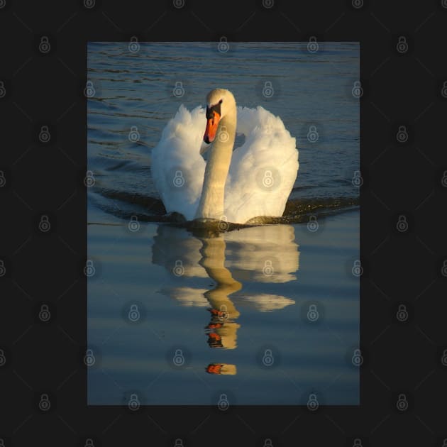 Mute Swan by Chris Petty