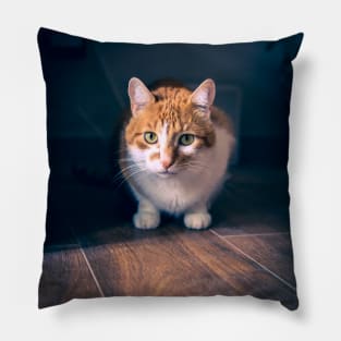 Picture of a cat sitting on the floor Pillow