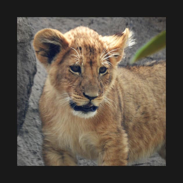 Lion Cub by kirstybush