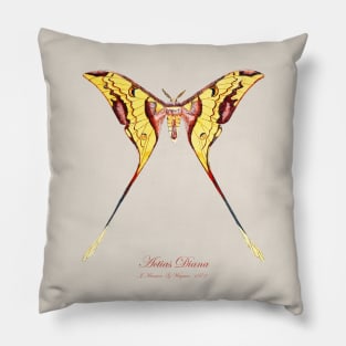 Moth - Malaysian Moon Moth, Actias Maenas Diana Pillow