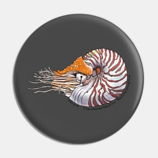 Chambered Nautilus Pin