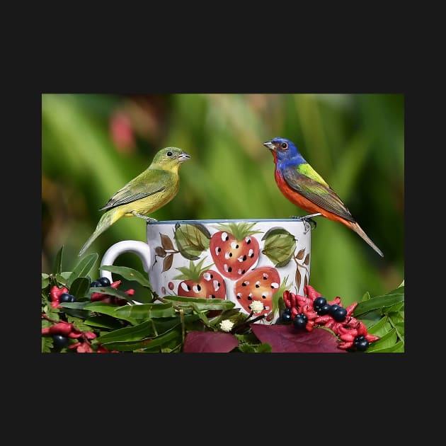 Painted Bunting Birds by candiscamera