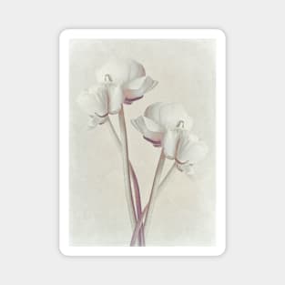 Ranunculus Art 2 Magnet