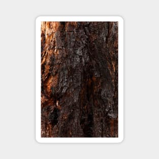 Vibrant Tree Oozing Sap From Trunk - Alternative V Magnet