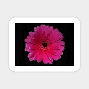 Single Hot Pink Gerbera Magnet