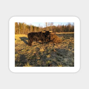 Scottish Highland Cattle Bull 2380 Magnet